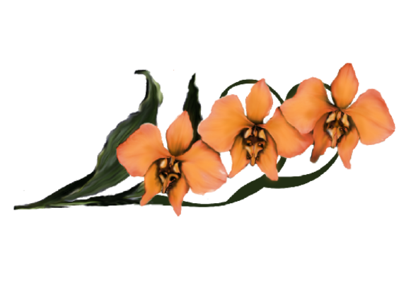Spring Flowers, Autumn Leaves, Grapes Moon Orchid (orange) Artwork