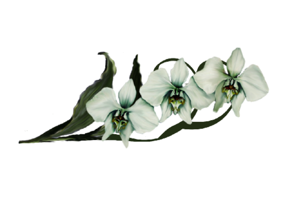 Spring Flowers, Autumn Leaves, Grapes Moon Orchid (white) Artwork