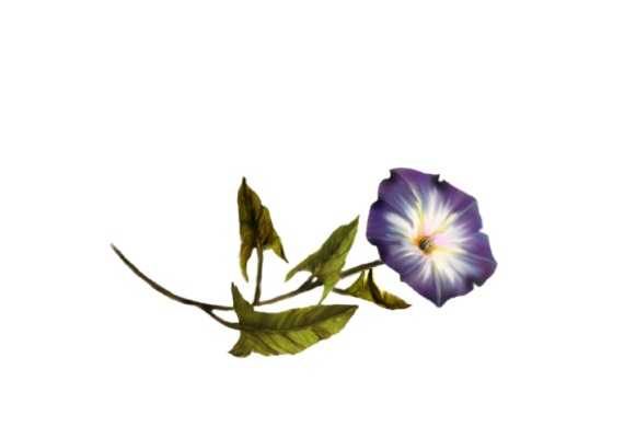 Spring Flowers, Autumn Leaves, Grapes Morning Glory Artwork