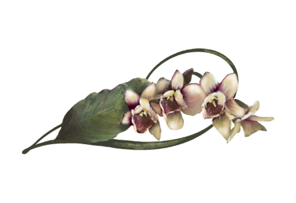 Spring Flowers, Autumn Leaves, Grapes Moth Orchid Artwork