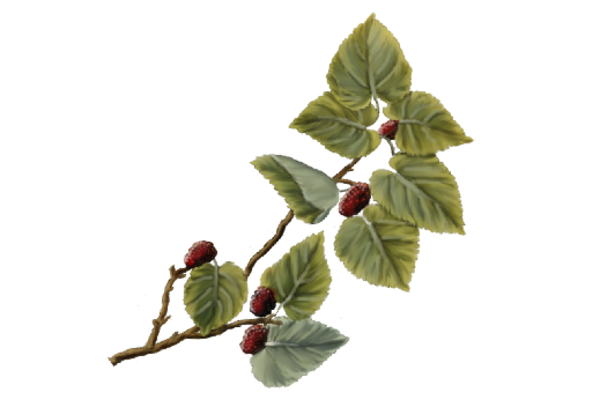 Spring Flowers, Autumn Leaves, Grapes Mulberries Artwork