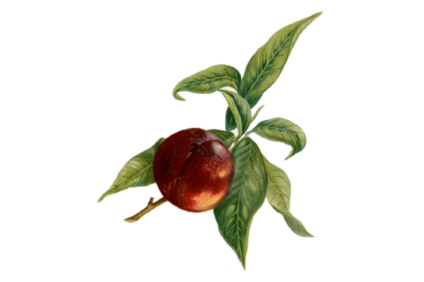 Spring Flowers, Autumn Leaves, Grapes Nectarine Artwork