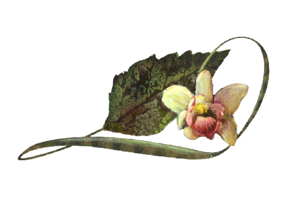 Spring Flowers, Autumn Leaves, Grapes Oncidium Yellow  Orchid Illustration Artwork