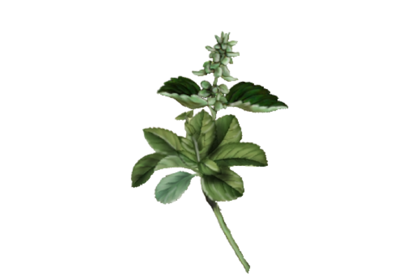 Spring Flowers, Autumn Leaves, Grapes Oregano Artwork