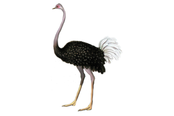 Birds and Butterflies Ostrich Artwork
