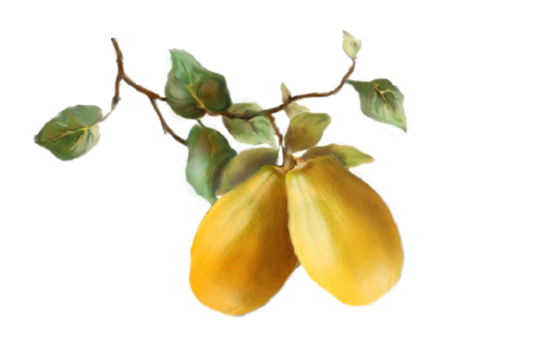 Spring Flowers, Autumn Leaves, Grapes Papaya Artwork