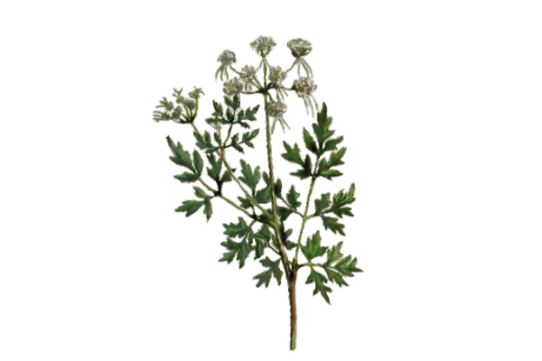 Spring Flowers, Autumn Leaves, Grapes Parsley Artwork