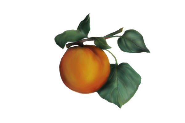 Spring Flowers, Autumn Leaves, Grapes Peach 01 Artwork