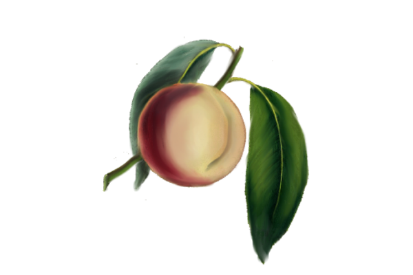 Spring Flowers, Autumn Leaves, Grapes Peach 02 Artwork