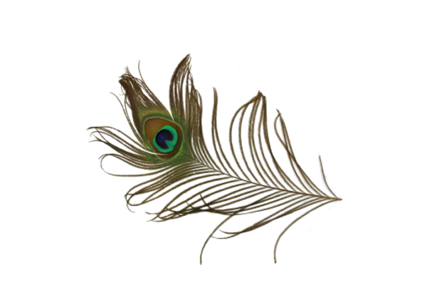 Birds and Butterflies Peacock Feather 01 Artwork
