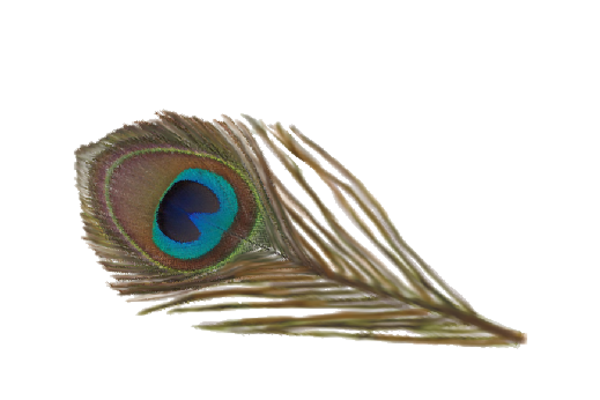 Birds and Butterflies Peacock Feather 02 Artwork