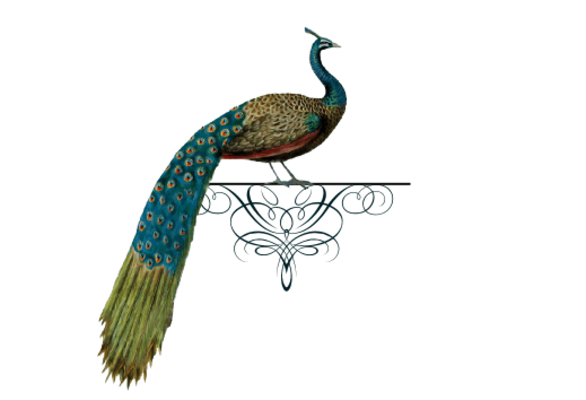 Cultural Illustrations Peacock Flourish Artwork