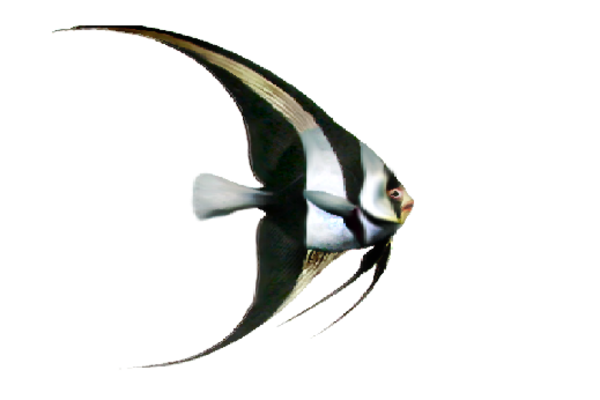 Seashells, Fish, and Beach PeeWee Artwork