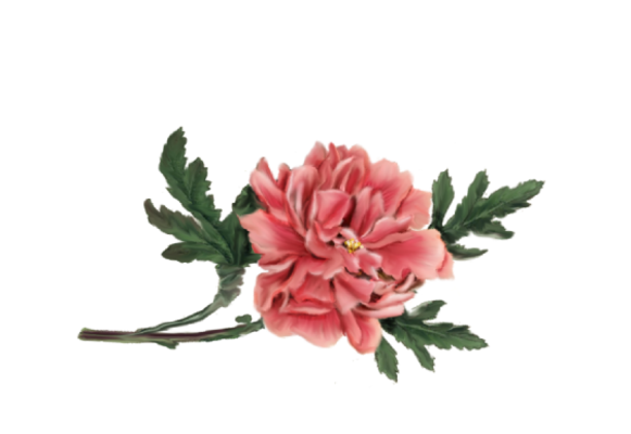 Spring Flowers, Autumn Leaves, Grapes Peony (pink) Artwork