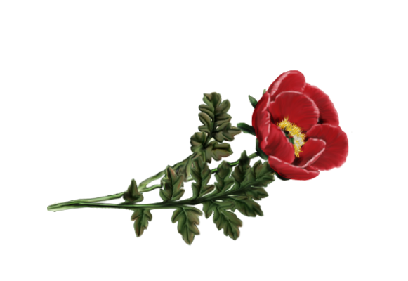 Spring Flowers, Autumn Leaves, Grapes Peony (red) Artwork