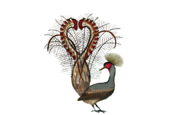 Spring Flowers, Autumn Leaves, Grapes Pheasant Artwork