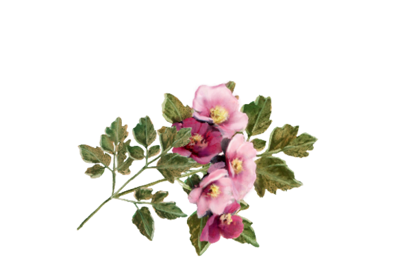 Spring Flowers, Autumn Leaves, Grapes Phlox Artwork