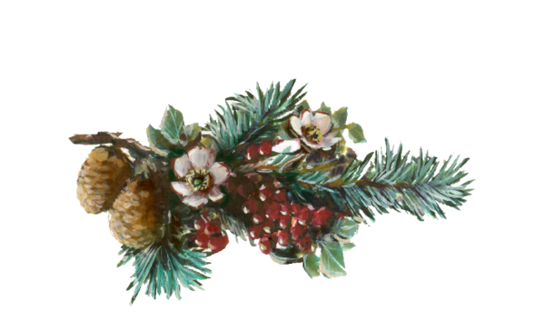 Winter and Holiday Pine Boughs Artwork