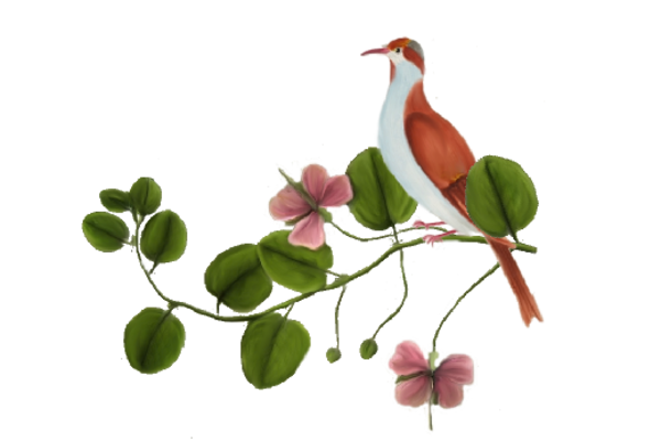 Birds and Butterflies Pink Bird Artwork