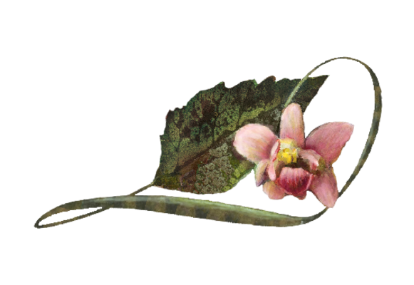 Spring Flowers, Autumn Leaves, Grapes Pink Phalaenopsis Orchid Artwork