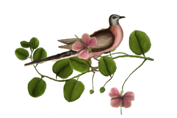 Birds and Butterflies Pink Pigeon Artwork