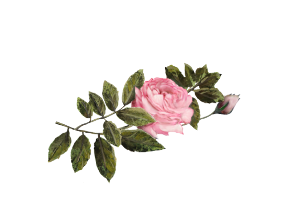 Spring Flowers, Autumn Leaves, Grapes Pink Rose Artwork