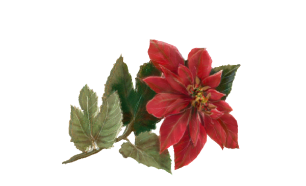 Winter and Holiday Poinsettia Artwork