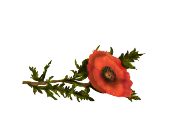 Spring Flowers, Autumn Leaves, Grapes Poppy (orange) Artwork
