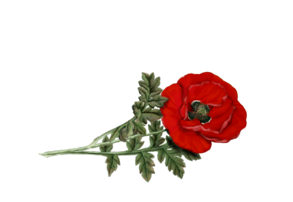 Spring Flowers, Autumn Leaves, Grapes Poppy (red) Artwork