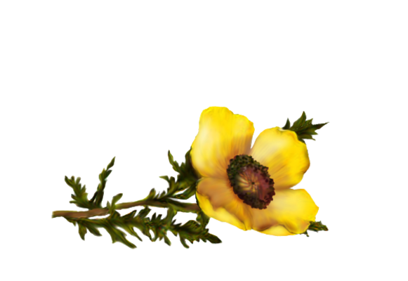Spring Flowers, Autumn Leaves, Grapes Poppy (yellow) Artwork