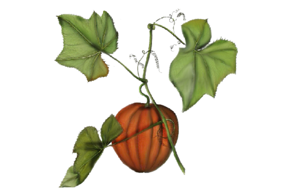 Spring Flowers, Autumn Leaves, Grapes Pumpkin Artwork