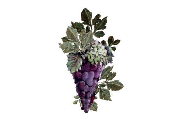 Spring Flowers, Autumn Leaves, Grapes Purple Grapes Artwork