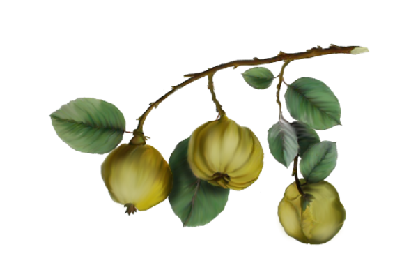 Spring Flowers, Autumn Leaves, Grapes Quince Artwork