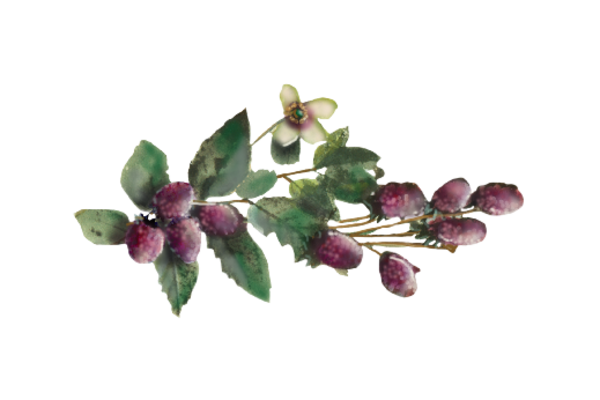 Spring Flowers, Autumn Leaves, Grapes Raspberries 01 Artwork
