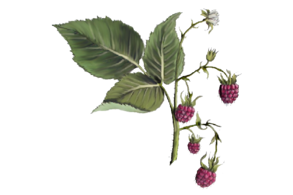 Spring Flowers, Autumn Leaves, Grapes Raspberries 02 Artwork