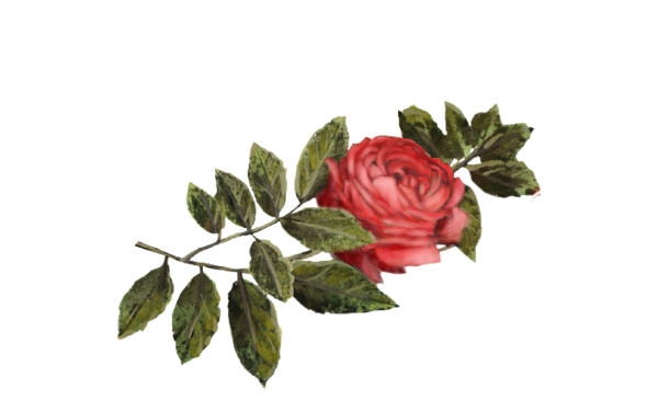 Winter and Holiday Red Rose Artwork