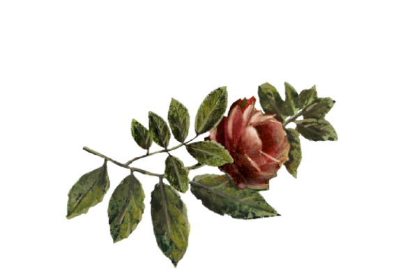 Spring Flowers, Autumn Leaves, Grapes Red Rose Artwork