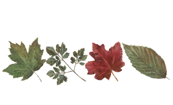 Winter and Holiday Red and Green Leaf Pattern Artwork
