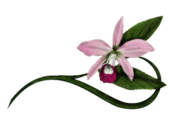 Spring Flowers, Autumn Leaves, Grapes Reed Orchid Artwork
