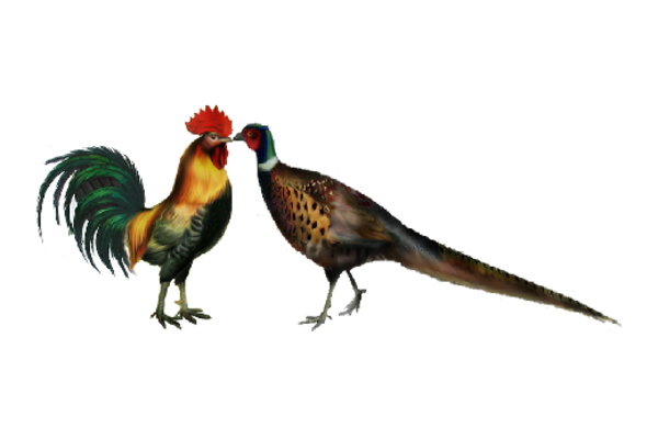 Spring Flowers, Autumn Leaves, Grapes Rooster and Pheasant Artwork
