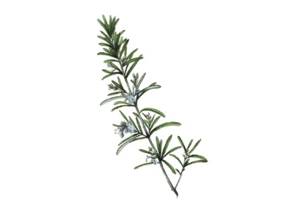 Spring Flowers, Autumn Leaves, Grapes Rosemary Artwork
