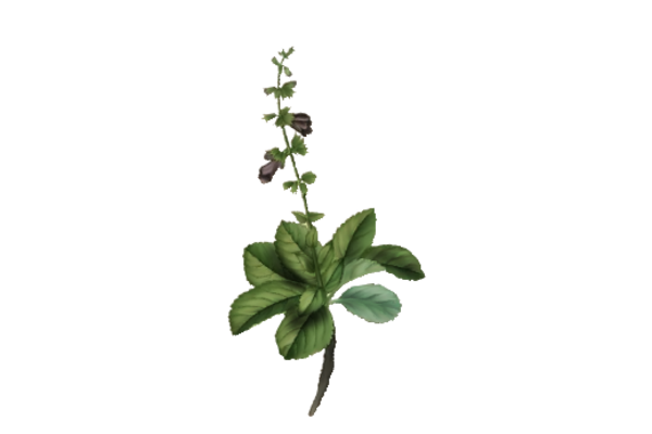 Spring Flowers, Autumn Leaves, Grapes Sage Artwork