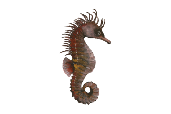 Seashells, Fish, and Beach Sea Horse Artwork