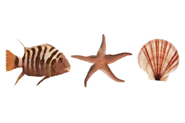 Seashells, Fish, and Beach Sea Life Pattern 01 Artwork