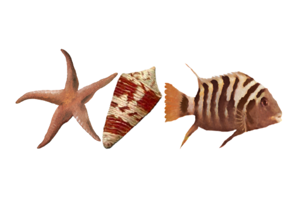 Seashells, Fish, and Beach Sea Life Pattern 02 Artwork