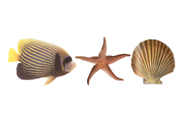 Seashells, Fish, and Beach Sea Life Pattern 03 Artwork