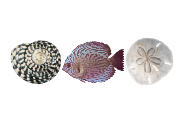 Seashells, Fish, and Beach Sea Life Pattern 04 Artwork