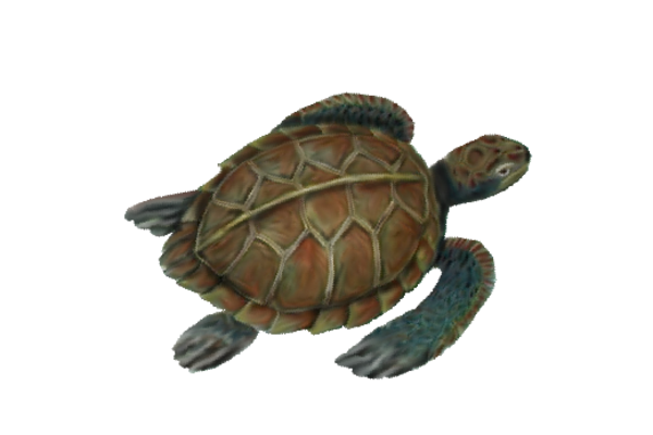 Seashells, Fish, and Beach Sea Turtle Artwork