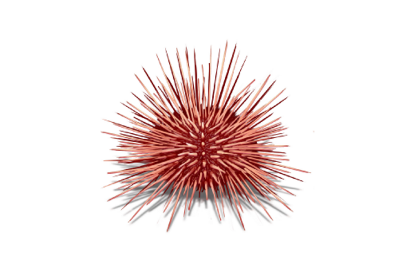 Seashells, Fish, and Beach Sea Urchin Artwork