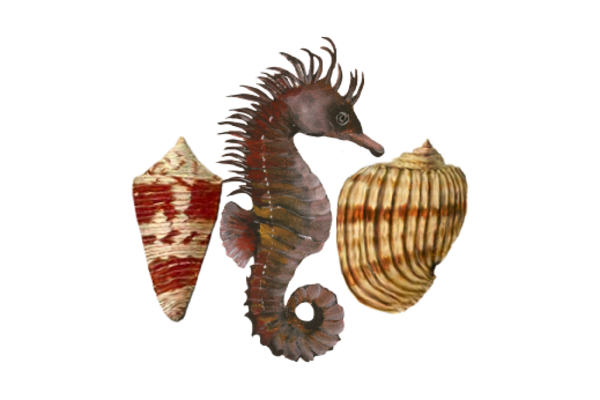 Seashells, Fish, and Beach Seahorse Pattern Artwork